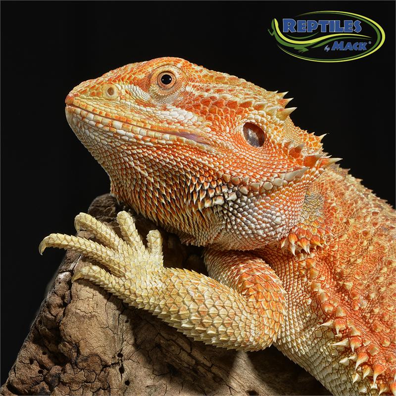 Idea)))) Matchless Adult bearded dragons for sale Something is. Adult bearded dragons for sale