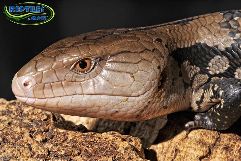blue tongue skink care sheet reptiles by mack blue tongue skink care sheet