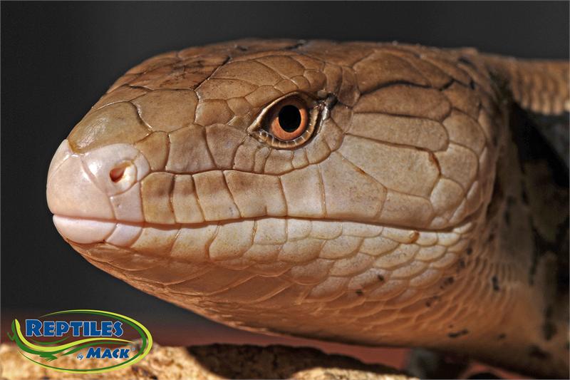blue tongue skink care sheet reptiles by mack blue tongue skink care sheet