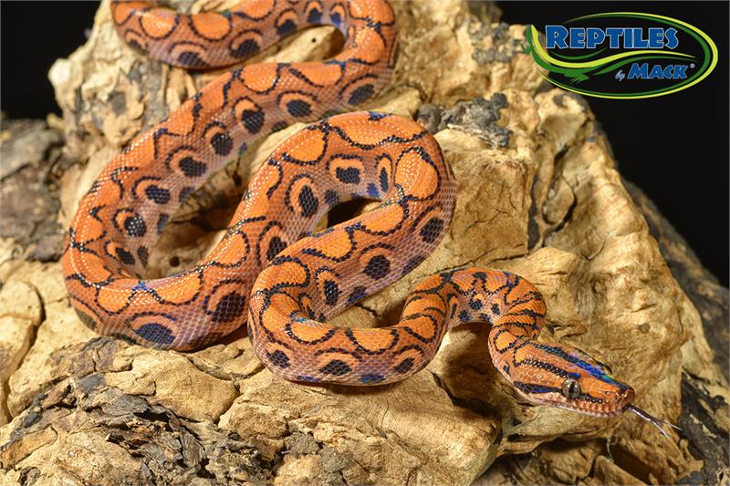 brazilian rainbow boa care sheet reptiles by mack brazilian rainbow boa size