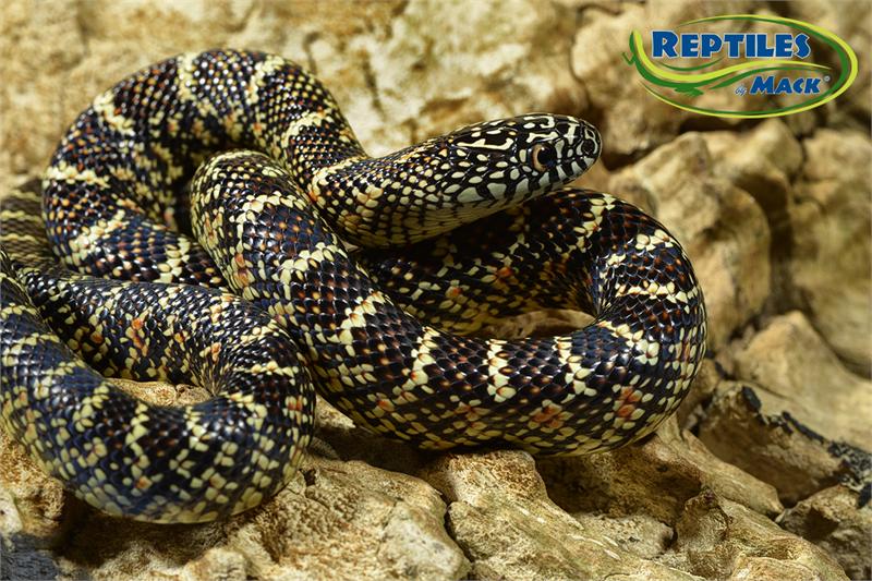 King Snake Care Sheet Reptiles By Mack