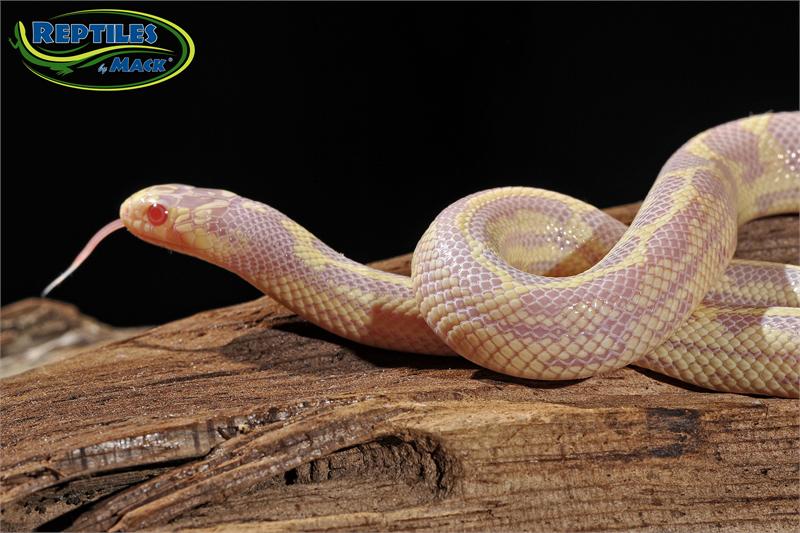 King Snake Care Sheet Reptiles By Mack