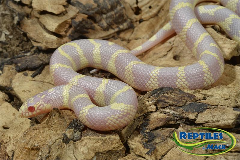 King Snake Care Sheet Reptiles By Mack
