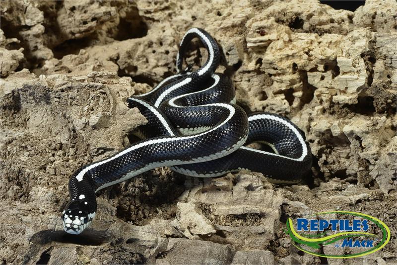 King Snake Care Sheet Reptiles By Mack