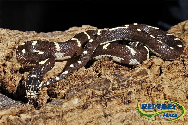 Best Bedding For California King Snake Design Ideas King Snake Care Sheet Reptiles By Mack
