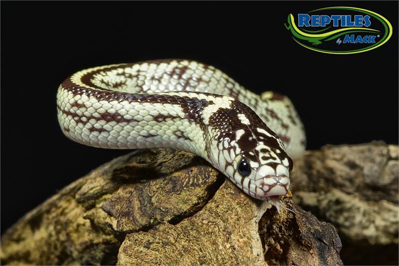 King Snake Care Sheet Reptiles By Mack