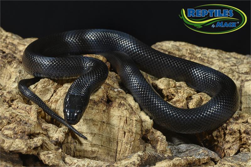 King Snake Care Sheet Reptiles By Mack King Snake Care Sheet