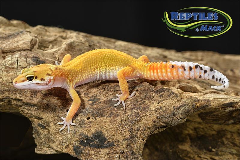 leopard gecko care sheet pdf