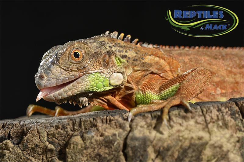 Red iguana lizard diet