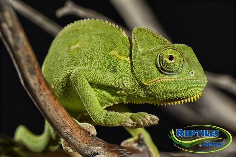 veiled chameleon care sheet reptiles by mack veiled chameleon care sheet reptiles by mack