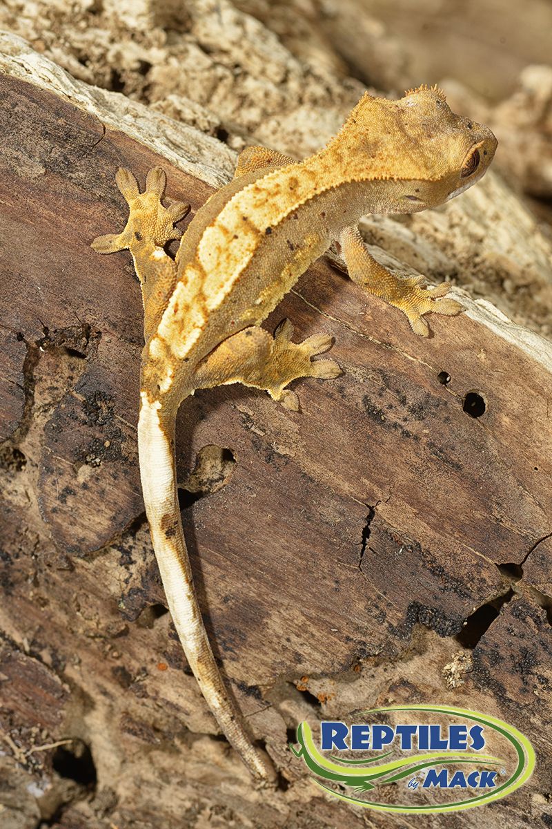 Crested Gecko Banana Baby Food Crested Gecko Banana Baby Food