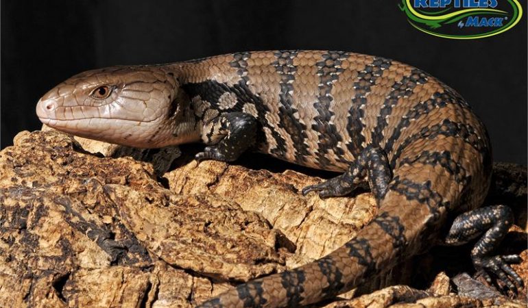 blue tongue skink care sheet reptiles by mack blue tongue skink care sheet