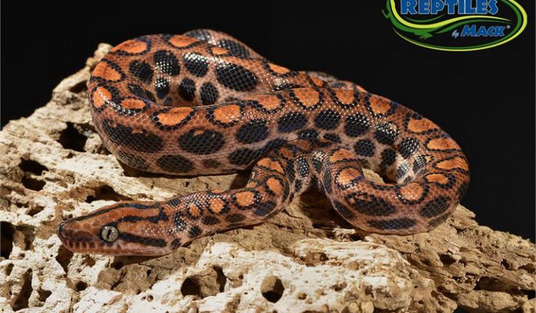 brazilian rainbow boa care sheet reptiles by mack