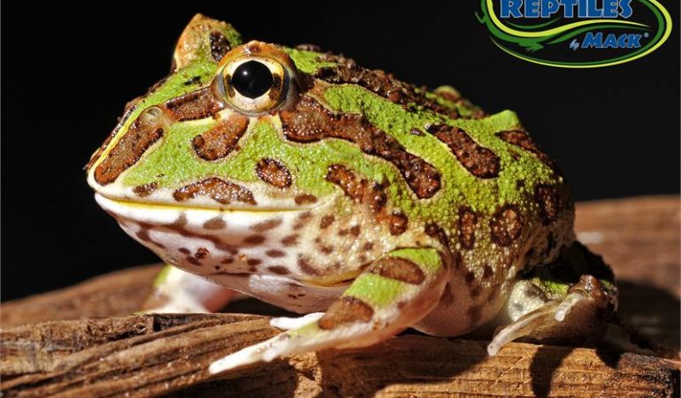 pacman frog care sheet reptiles by mack frog care sheet