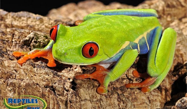 red eye tree frog care sheet reptiles by mack green tree frog care sheet