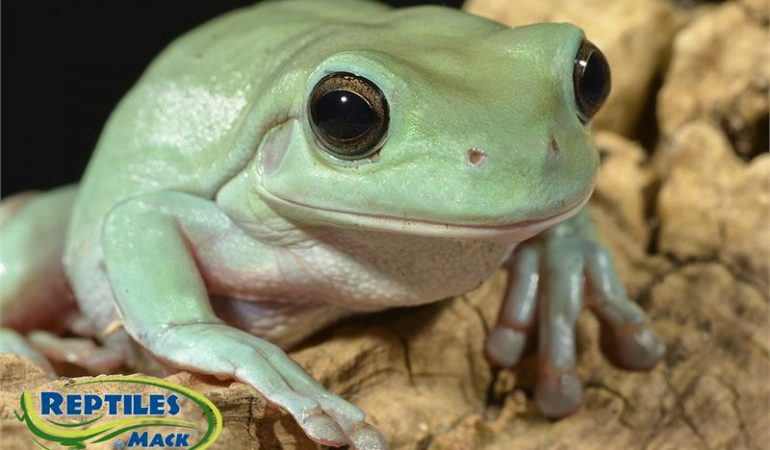 whites tree frog sheet