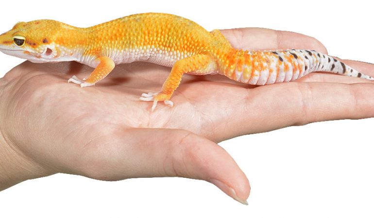 reptile health and care reptiles by mack
